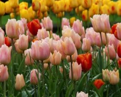 Tulip 'Apricot Beauty' 13 Tulip 'Apricot Beauty' -Flowers Sales Store tulip apricot beauty 8