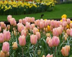 Tulip 'Apricot Beauty' 11 Tulip 'Apricot Beauty' -Flowers Sales Store tulip apricot beauty 9