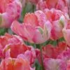 Tulip 'Apricot Parrot' 1 Tulip 'Apricot Parrot' -Flowers Sales Store tulip apricot parrot 1