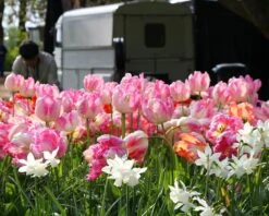 Tulip 'Apricot Parrot' -Flowers Sales Store tulip apricot parrot 1 bf093fcb 529d 46f9 beec 54e5665104b4