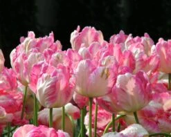 Tulip 'Apricot Parrot' -Flowers Sales Store tulip apricot parrot 2 ee02c13a 90b6 469c 9227 ab4c5aba0130