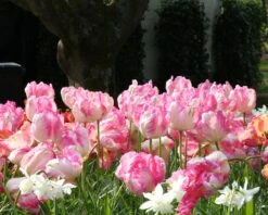 Tulip 'Apricot Parrot' -Flowers Sales Store tulip apricot parrot 3 628ec604 a443 4e7c 8160 dab76c0e244a