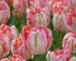 Tulip 'Apricot Parrot' -Flowers Sales Store tulip apricot parrot 4