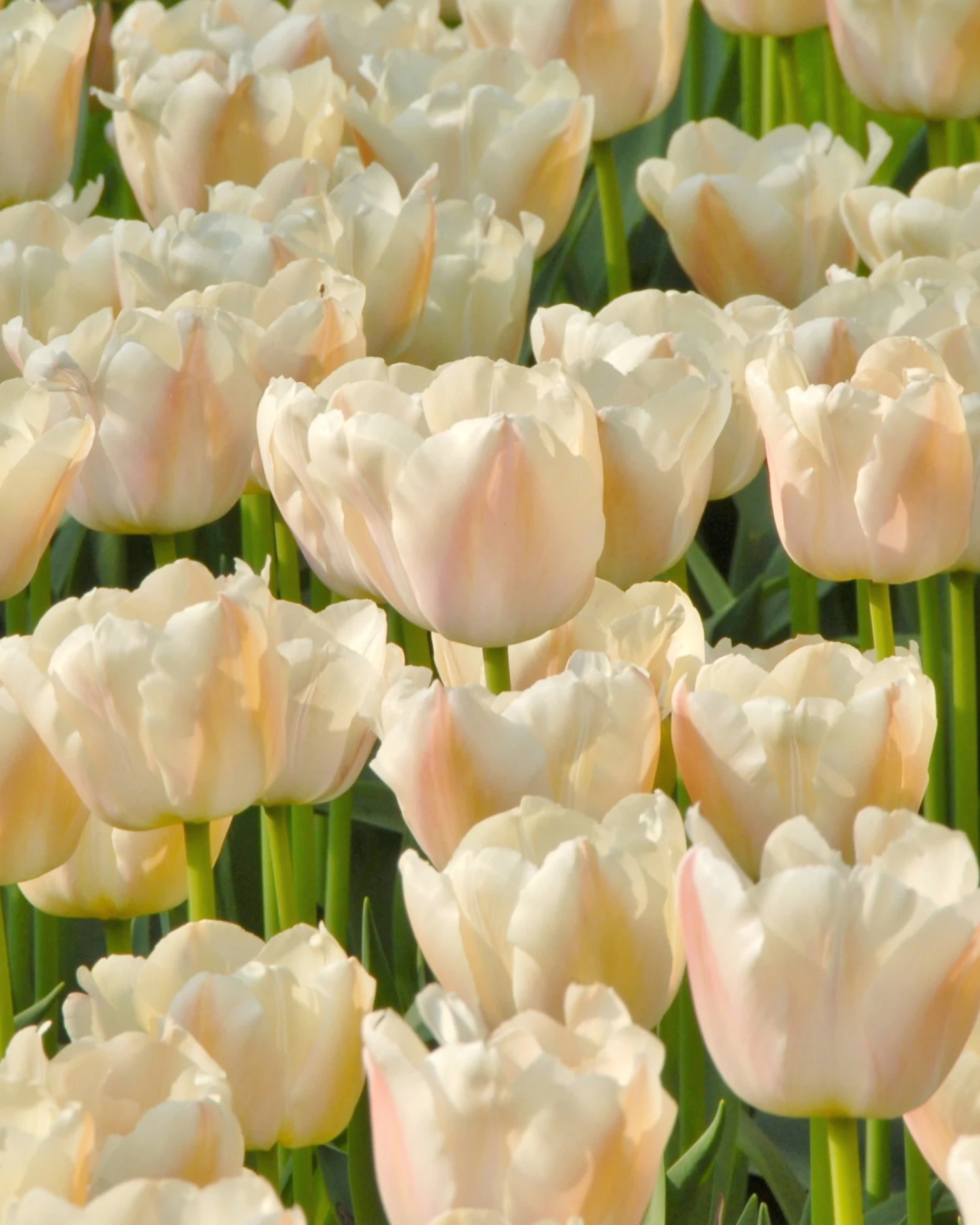 Tulip 'Apricot Pride' 3 Tulip 'Apricot Pride'