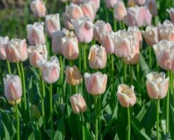 Tulip 'Apricot Pride' 11 Tulip 'Apricot Pride' -Flowers Sales Store tulip apricot pride 2