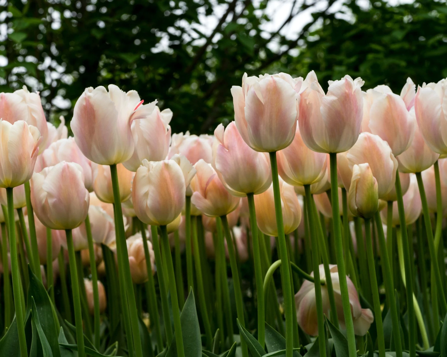 Tulip 'Apricot Pride' 5 Tulip 'Apricot Pride' - Image 3