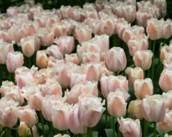 Tulip 'Apricot Pride' 12 Tulip 'Apricot Pride' -Flowers Sales Store tulip apricot pride 4
