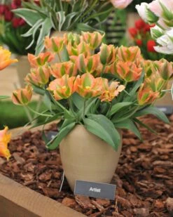 Tulip 'Artist' -Flowers Sales Store tulip artist 1