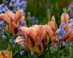 Tulip 'Artist' -Flowers Sales Store tulip artist 2