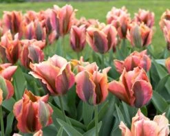 Tulip 'Artist' -Flowers Sales Store tulip artist 6