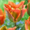 Tulip 'Artist' 2 Tulip 'Artist' -Flowers Sales Store tulip artist 8