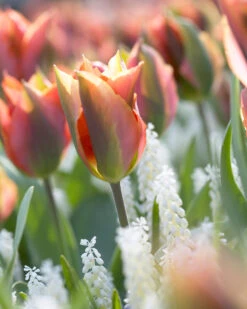 Tulip 'Artist' -Flowers Sales Store tulip artist 9