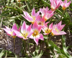 Tulip Aucheriana -Flowers Sales Store tulip aucheriana 5