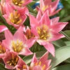 Tulip Aucheriana 2 Tulip Aucheriana -Flowers Sales Store tulip aucheriana 6