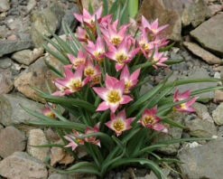 Tulip Aucheriana -Flowers Sales Store tulip aucheriana 7