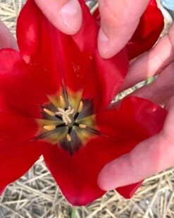 Tulip Aximensis -Flowers Sales Store tulip aximensis 0