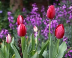 Tulip Aximensis -Flowers Sales Store tulip aximensis 0 a34dcab8 f997 4ae9 a0f2 c03905894baf