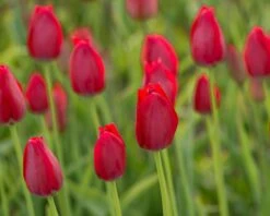 Tulip Aximensis -Flowers Sales Store tulip aximensis 3