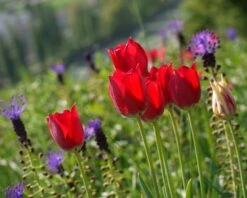 Tulip Aximensis -Flowers Sales Store tulip aximensis 5