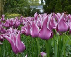 Tulip 'Ballade' -Flowers Sales Store tulip ballade 1