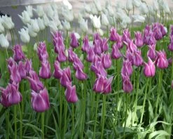 Tulip 'Ballade' -Flowers Sales Store tulip ballade 2