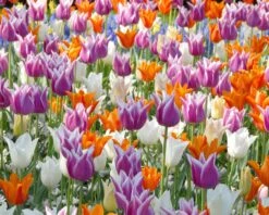 Tulip 'Ballade' -Flowers Sales Store tulip ballade 3