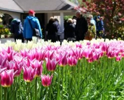 Tulip 'Ballade' -Flowers Sales Store tulip ballade 3 7c6f5102 6e2a 4cff 8a95 f7496362a448