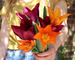 Tulip 'Ballerina' 19 Tulip 'Ballerina' -Flowers Sales Store tulip ballerina 0