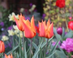 Tulip 'Ballerina' 14 Tulip 'Ballerina' -Flowers Sales Store tulip ballerina 00