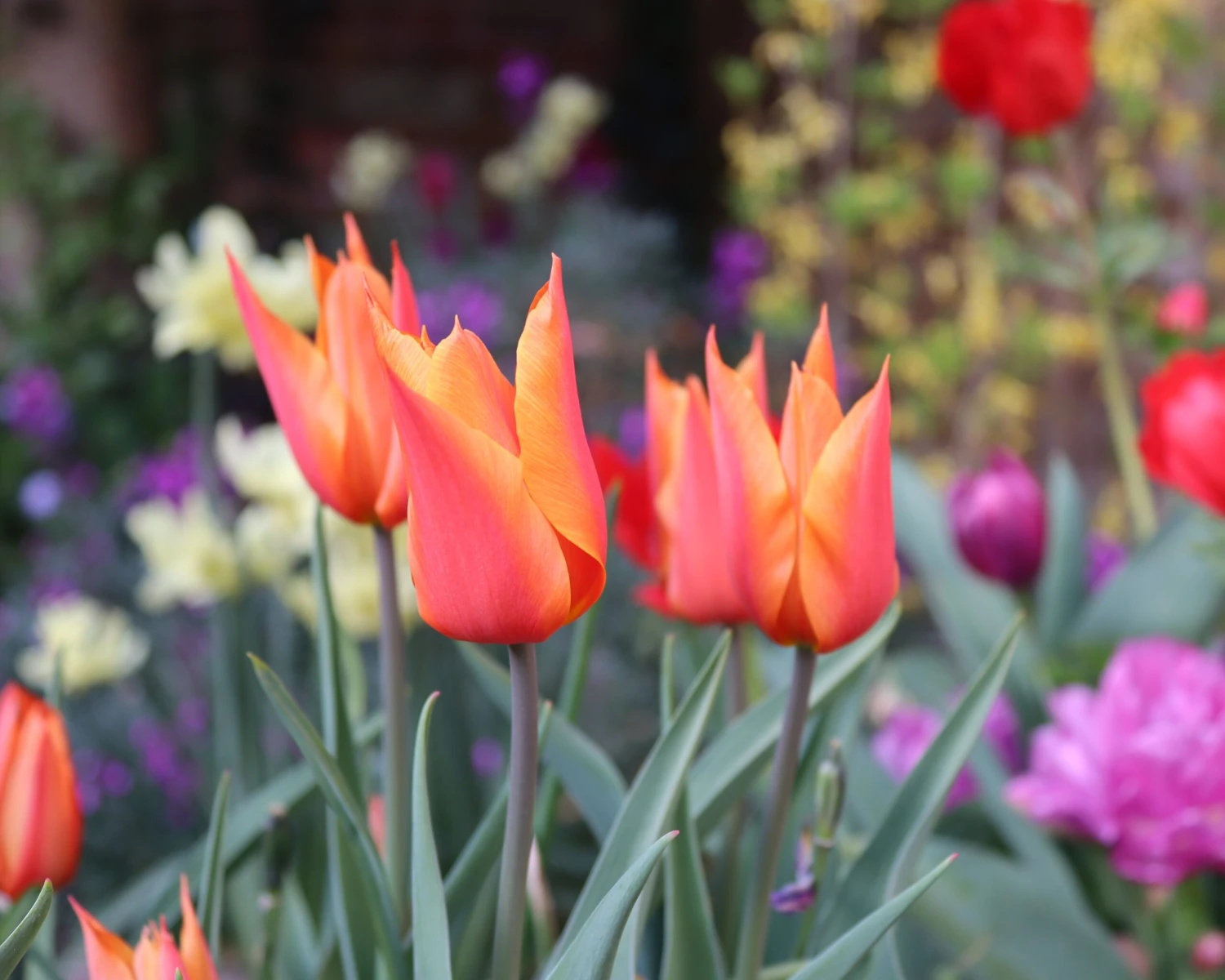 Tulip 'Ballerina' 5 Tulip 'Ballerina' - Image 3