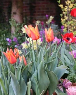 Tulip 'Ballerina' 21 Tulip 'Ballerina' -Flowers Sales Store tulip ballerina 01