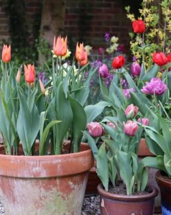 Tulip 'Ballerina' 16 Tulip 'Ballerina' -Flowers Sales Store tulip ballerina 02