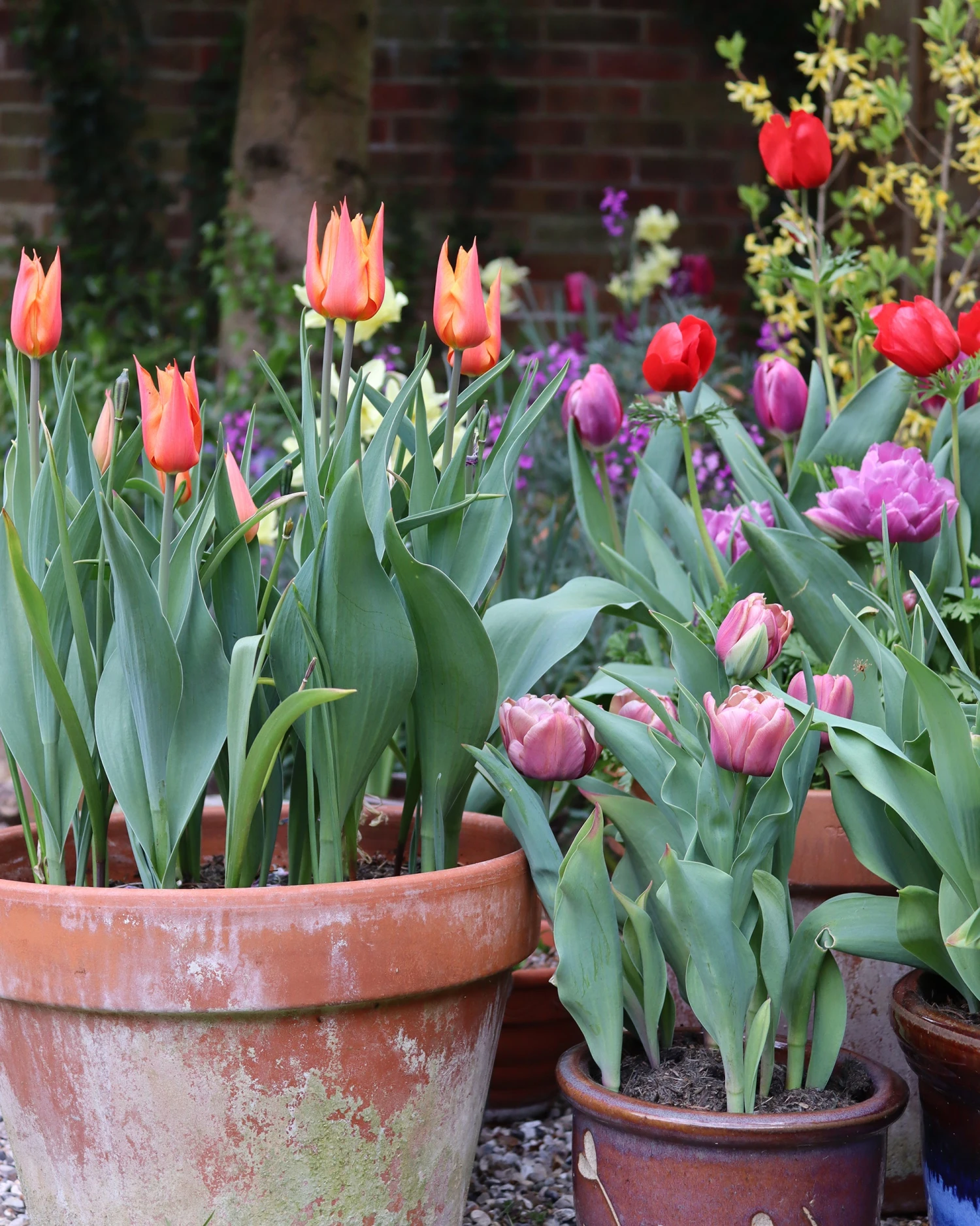 Tulip 'Ballerina' 7 Tulip 'Ballerina' - Image 5