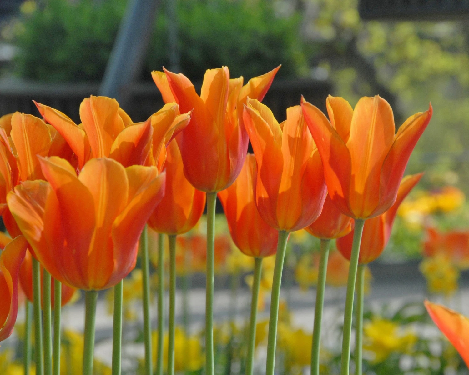 Tulip 'Ballerina' 4 Tulip 'Ballerina' - Image 2