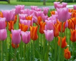 Tulip 'Ballerina' 18 Tulip 'Ballerina' -Flowers Sales Store tulip ballerina 4