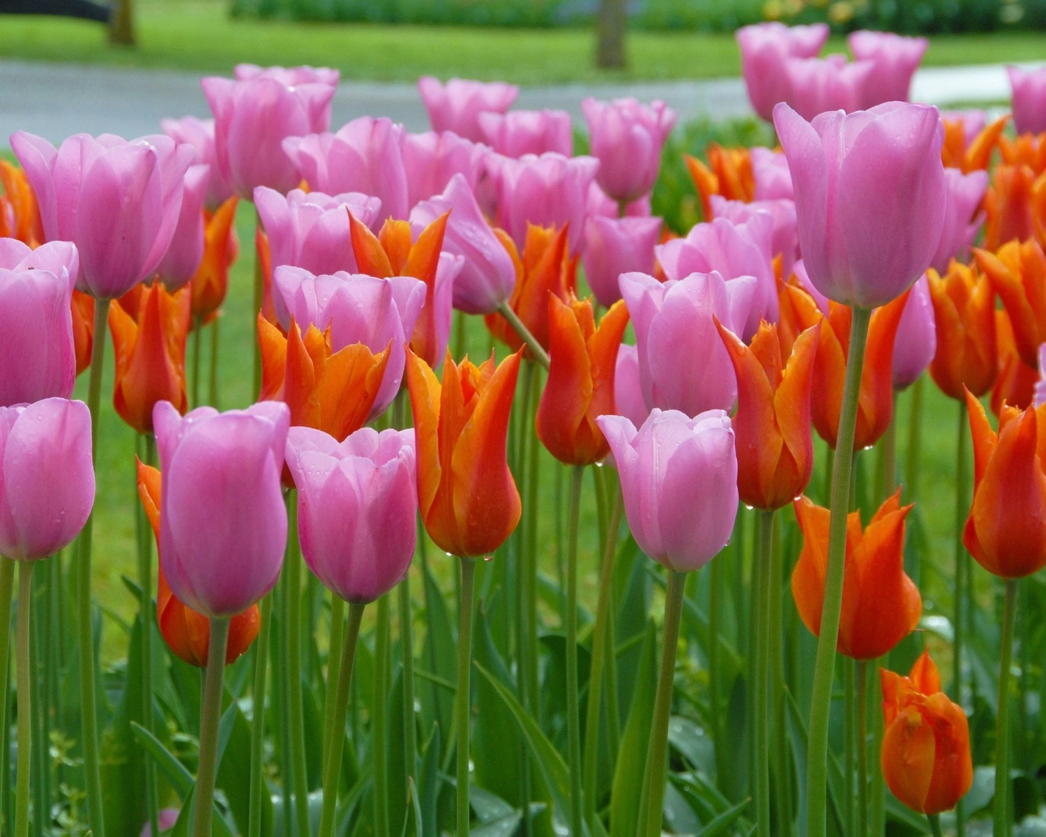 Tulip 'Ballerina' 9 Tulip 'Ballerina' - Image 7