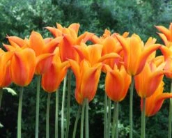 Tulip 'Ballerina' 17 Tulip 'Ballerina' -Flowers Sales Store tulip ballerina 5 76dd23f6 3651 40c2 91bd 0fe3701e7639