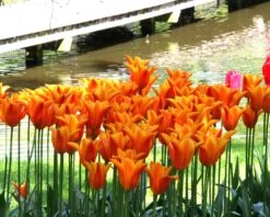 Tulip 'Ballerina' 20 Tulip 'Ballerina' -Flowers Sales Store tulip ballerina 6