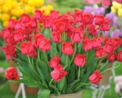 Tulip 'Barbados' 18 Tulip 'Barbados' -Flowers Sales Store tulip barbados 1