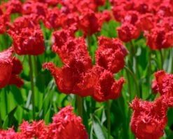 Tulip 'Barbados' 25 Tulip 'Barbados' -Flowers Sales Store tulip barbados 10