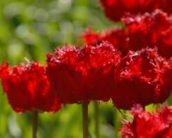 Tulip 'Barbados' 21 Tulip 'Barbados' -Flowers Sales Store tulip barbados 11