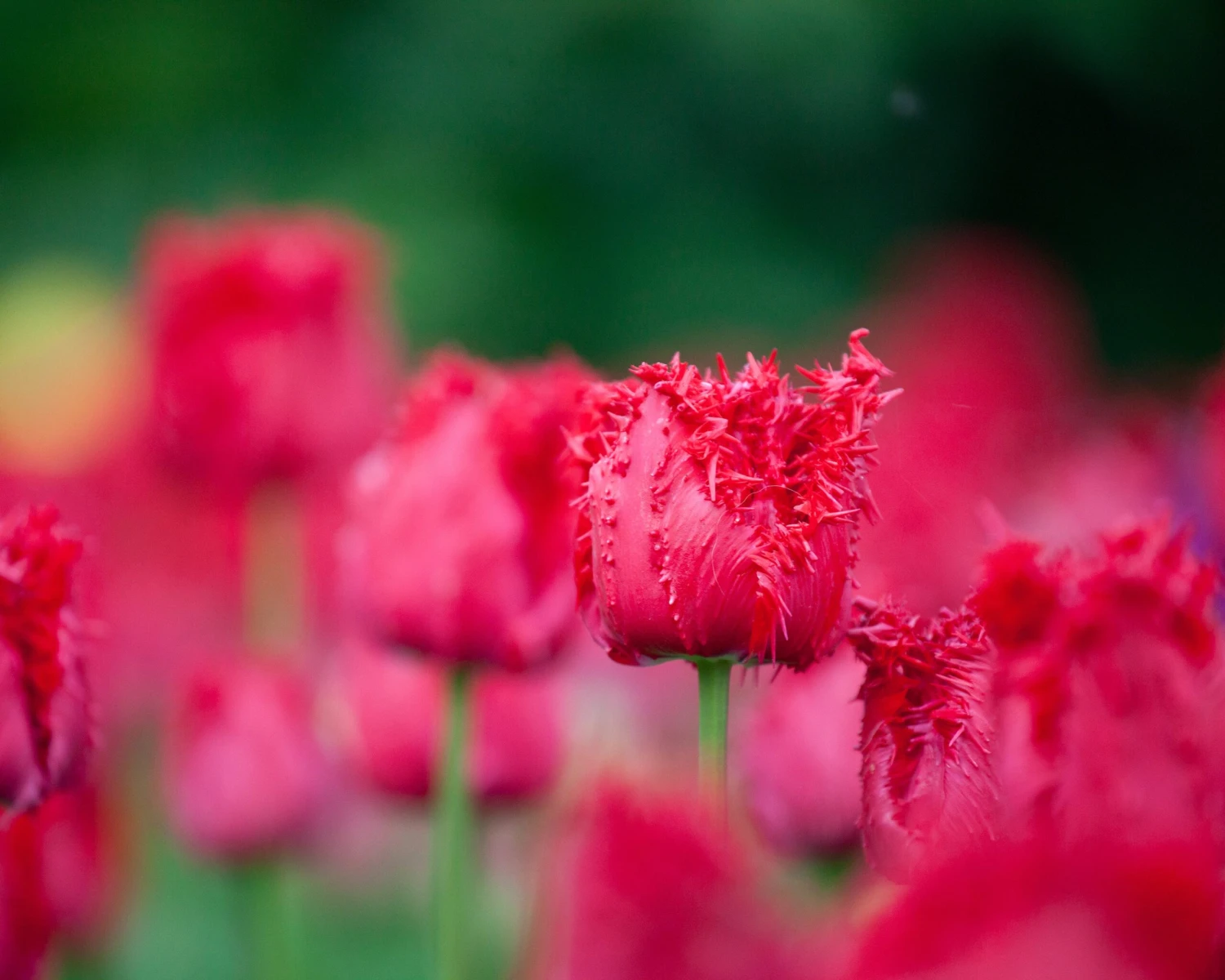 Tulip 'Barbados' 9 Tulip 'Barbados' - Image 7