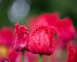 Tulip 'Barbados' 16 Tulip 'Barbados' -Flowers Sales Store tulip barbados 4