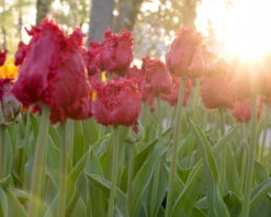 Tulip 'Barbados' 22 Tulip 'Barbados' -Flowers Sales Store tulip barbados 5