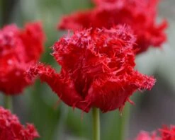 Tulip 'Barbados' 23 Tulip 'Barbados' -Flowers Sales Store tulip barbados 7