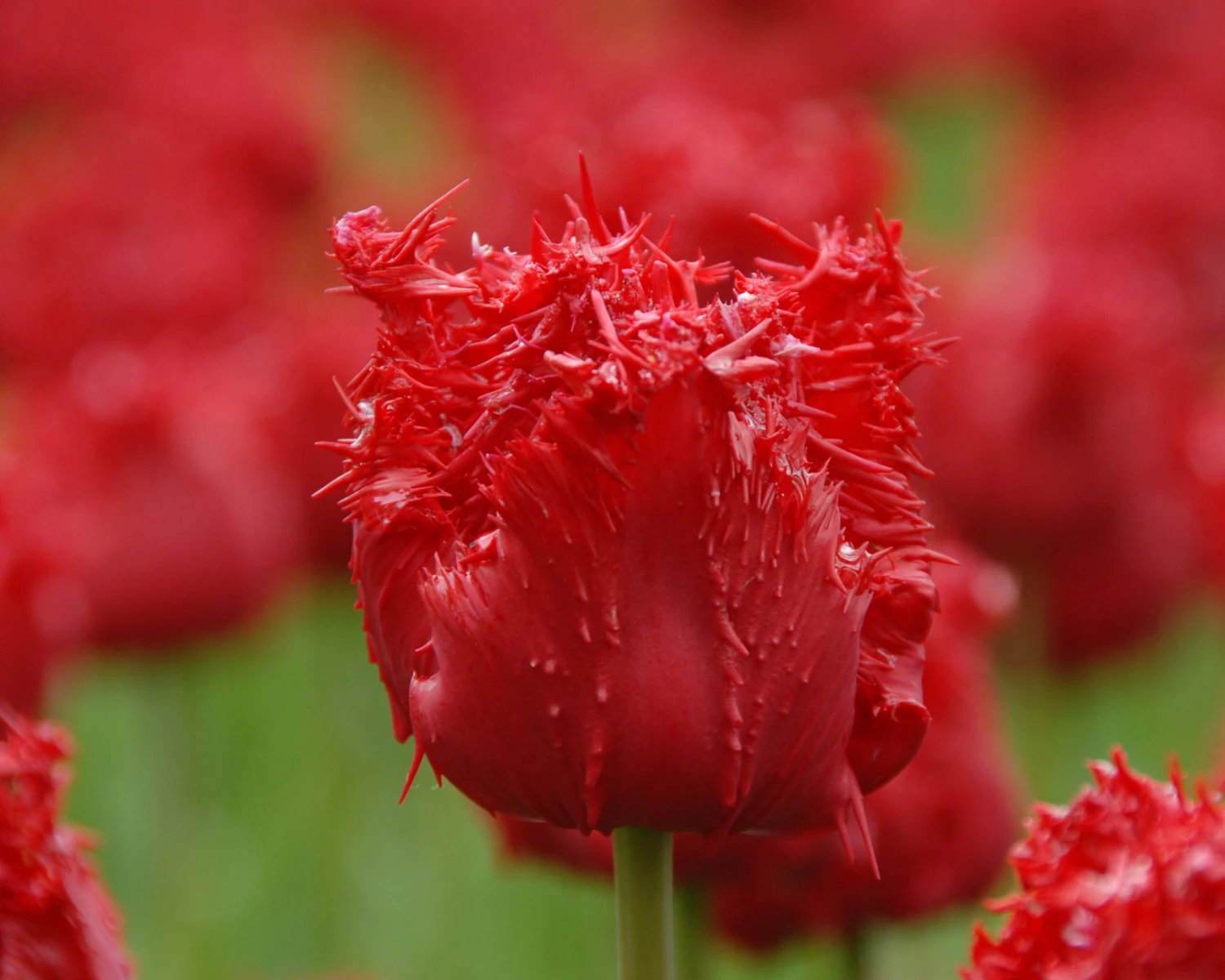 Tulip 'Barbados' 6 Tulip 'Barbados' - Image 4