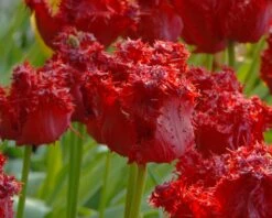 Tulip 'Barbados' 24 Tulip 'Barbados' -Flowers Sales Store tulip barbados 9