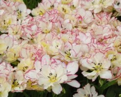 Tulip 'Belicia' 17 Tulip 'Belicia' -Flowers Sales Store tulip belicia 3