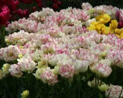 Tulip 'Belicia' 15 Tulip 'Belicia' -Flowers Sales Store tulip belicia 3 86689a3c bae6 42b7 ac42 599c193cf816