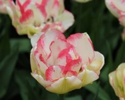 Tulip 'Belicia' 19 Tulip 'Belicia' -Flowers Sales Store tulip belicia 4